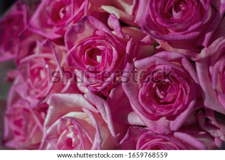 beautiful fresh rose buds close up