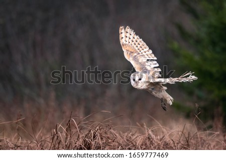 Barn Owl (Tieto Alba) in flight. Owl flying over autumn meadow in soft morning light. Action photos from nature, Czech Republic.