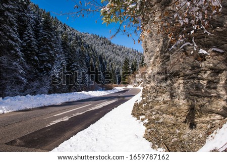 A scenic view of the way through the fir forest with selective focus