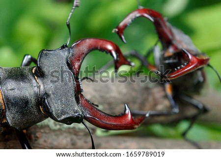 stag beetles in the forest. battle of two males. duel. selective focus