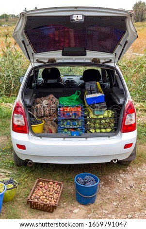 vegetables in boxes and bags loaded in the trunk of a car, harvesting from the summer cottage