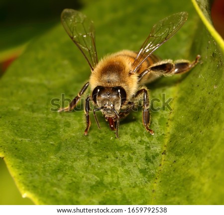 Honey bee standing on a green leaf using macro photography.