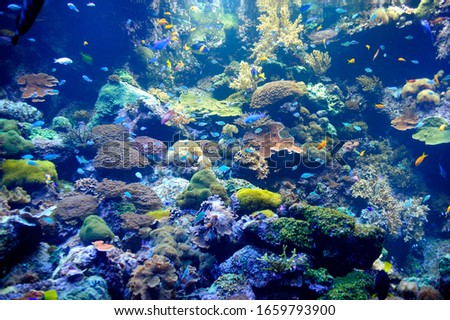 Aquarium detail with many species of fish and corals.