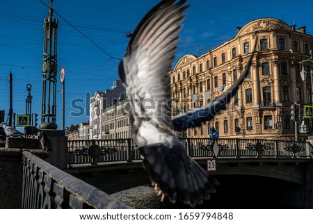 A flying dove against the background of a bridge over a river in St. Petersburg. The inscription STOP over the bridge.