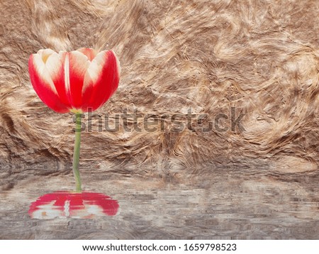 floral background with red tulips in water reflection 