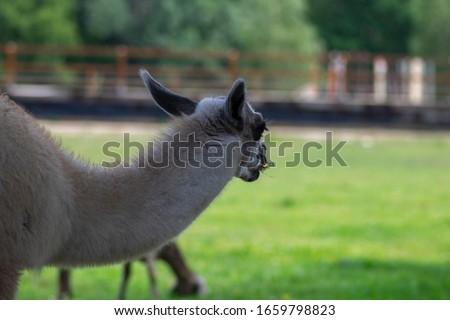 Young baby llama Lama glama portrait, beautiful hairy animal with amazing big eyes, light cream brown white color, domesticated camelid on pasture