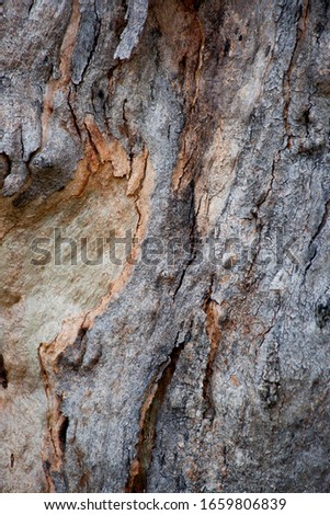 Gum Tree Abstract Bark Background Texture Collection Royalty-Free Stock Photo #1659806839