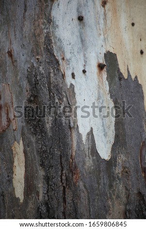 Gum Tree Abstract Bark Background Texture Collection Royalty-Free Stock Photo #1659806845