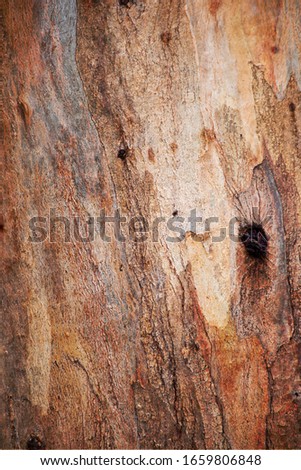 Gum Tree Abstract Bark Background Texture Collection Royalty-Free Stock Photo #1659806848