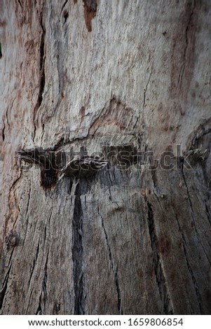 Gum Tree Abstract Bark Background Texture Collection Royalty-Free Stock Photo #1659806854