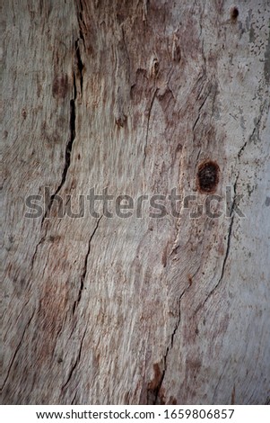 Gum Tree Abstract Bark Background Texture Collection Royalty-Free Stock Photo #1659806857