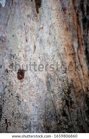 Gum Tree Abstract Bark Background Texture Collection Royalty-Free Stock Photo #1659806860