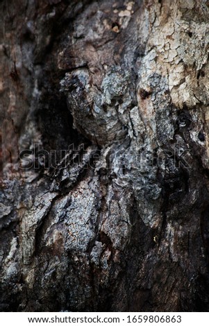 Gum Tree Abstract Bark Background Texture Collection Royalty-Free Stock Photo #1659806863