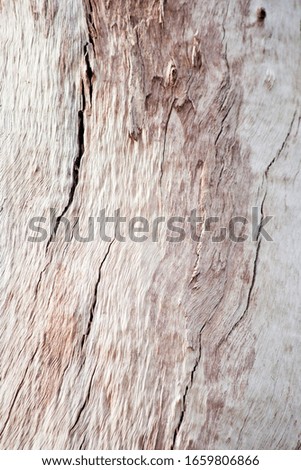 Gum Tree Abstract Bark Background Texture Collection Royalty-Free Stock Photo #1659806866