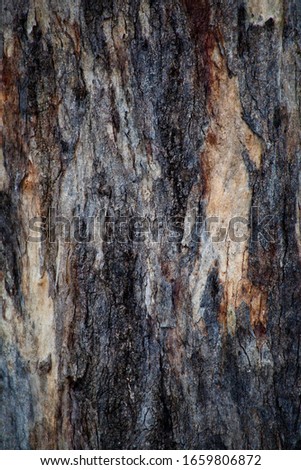 Gum Tree Abstract Bark Background Texture Collection Royalty-Free Stock Photo #1659806872
