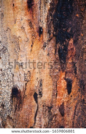 Gum Tree Abstract Bark Background Texture Collection Royalty-Free Stock Photo #1659806881