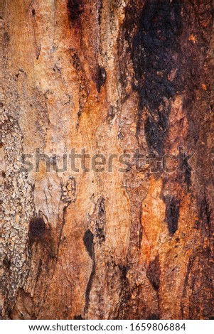 Gum Tree Abstract Bark Background Texture Collection Royalty-Free Stock Photo #1659806884