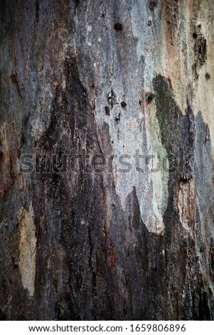 Gum Tree Abstract Bark Background Texture Collection Royalty-Free Stock Photo #1659806896