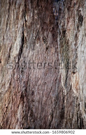 Gum Tree Abstract Bark Background Texture Collection Royalty-Free Stock Photo #1659806902