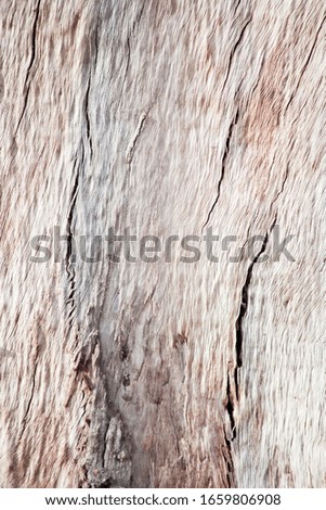 Gum Tree Abstract Bark Background Texture Collection Royalty-Free Stock Photo #1659806908