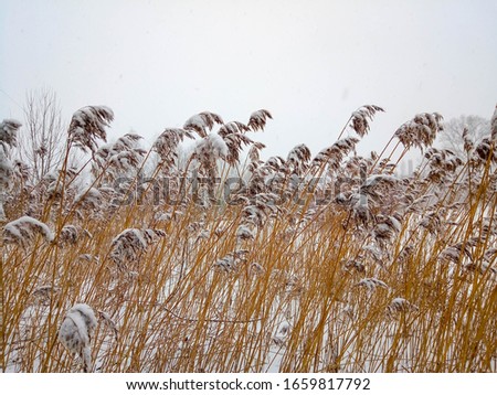 Dry coastal reed over white snow, natural background photo