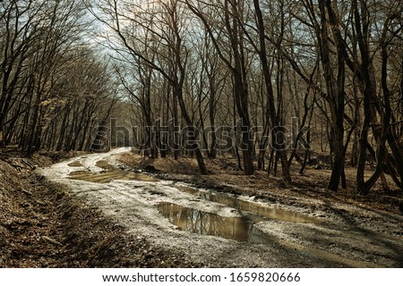 Atristic photo of a winding forest way with lots of puddles and bare trees in Backlight. 
