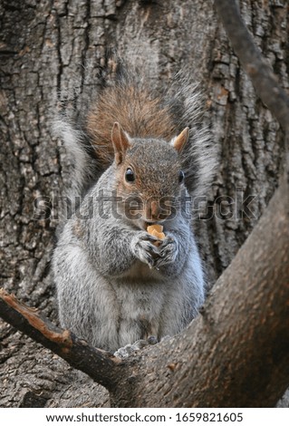 

Squirrel on the tree eating peanuts