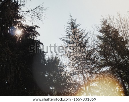 Sun coming through the large pine tree and in bloom fruit tree