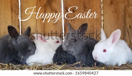 Row of baby bunnies with "Happy Easter" written above them