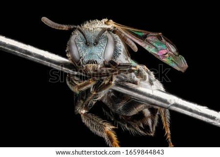 Lasioglossum tamiamense, Macro , Closeup of face fluffy head of bee, Flying insect