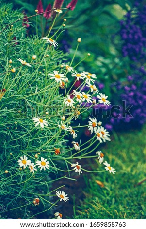 Beautiful white golden daisy on green grass background. White garden meadow field flower nature background. Natural floral backdrop wallpaper. Toned with filters in retro vintage style.