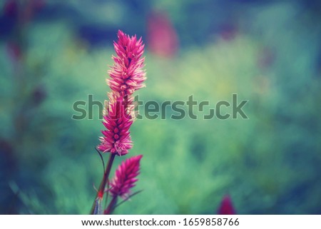 Beautiful fairy dreamy magic pink purple celosia argentea flower on green background. Dark art moody floral. Natural floral backdrop wallpaper. Toned with filters in retro vintage style.