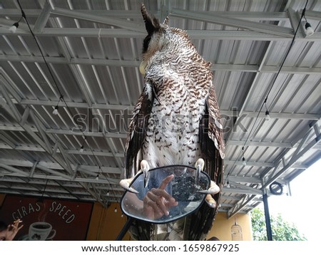 owl perched on the motorcycle mirror
