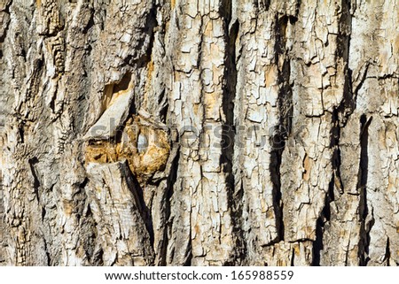 Thick wooden bark on an old tree background texture