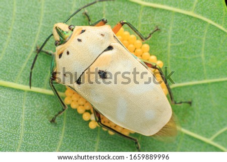 Insect.Stinkbug(Arthropoda: Insecta: Hemiptera: Scutelleridae: Cantao ocellatus).
On leaf.With eggs. Royalty-Free Stock Photo #1659889996