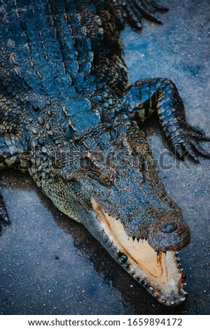 Large Asian Crocodile Take a picture from the front Sleeping happily in the sun
