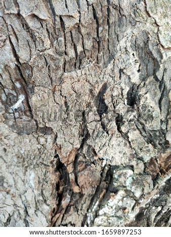 Vertical tree pattern texture picture