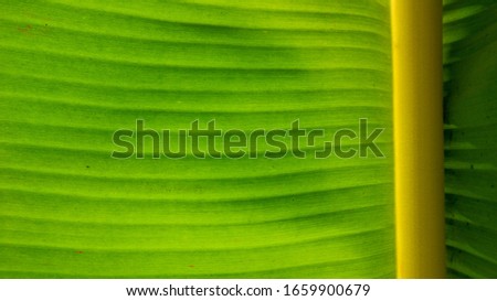 Beautiful green banana leaves for the background