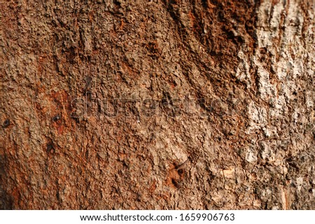 The surface of the tree