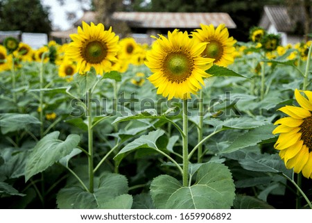 big yellow sunflower in agriculture flora park 