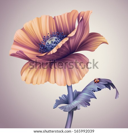 vintage poppy flower illustration