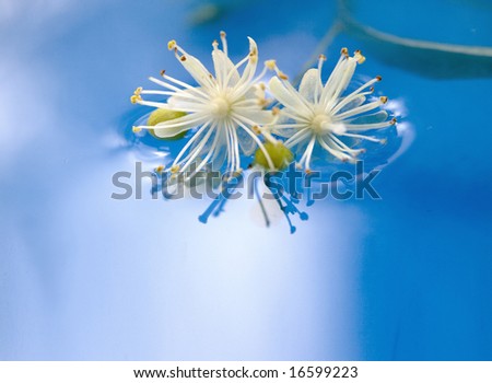 Flowers of linden tree on blue water
