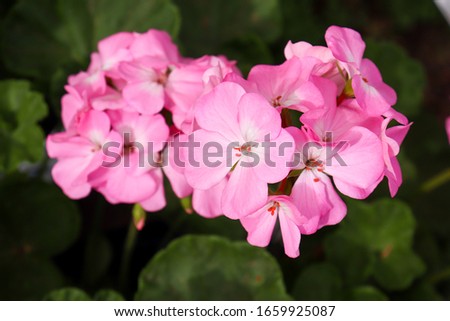 Pink natural geraniums,  flowers photography 