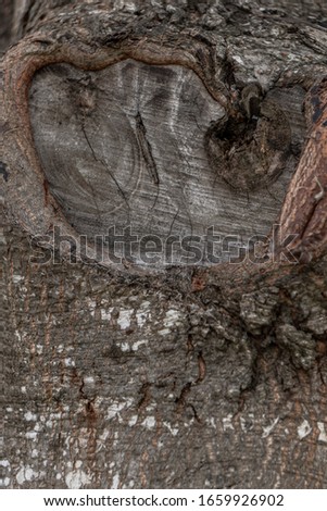 Trunk close up, wood texture