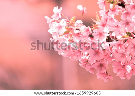 Soft focus of Beautiful cherry blossom with fading into pastel pink sakura flower,full bloom a spring season in japan