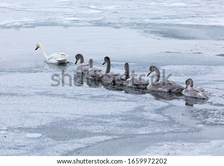 459/5000
The whooper swan (Cygnus cygnus), gathered on the ice on a chilly winter day in Sweden. An adult and several young swans.