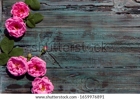 Roses on a wooden background. Buds of pink tea rose on a green wooden table. Wooden floral background. Texture of a wooden painted surface with roses. Flat lay, free space.