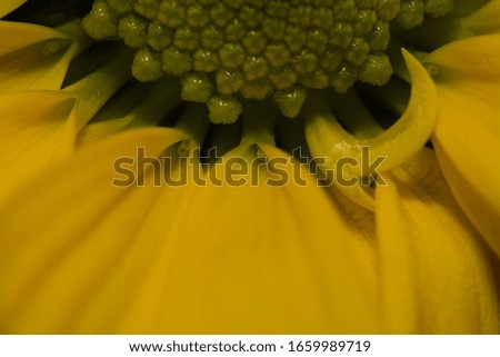Chrysanthemum close up macro photo
