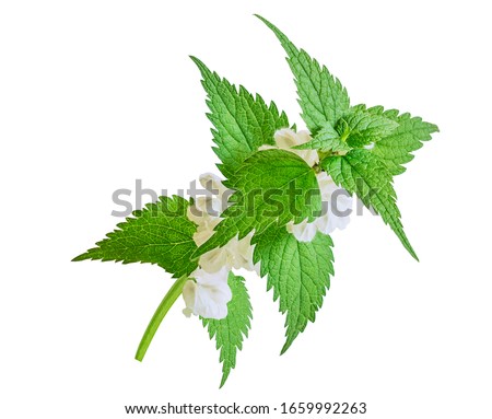 Nettle isolated on a white background. Save work path. Juicy nettle blooms beautifully. Lamium album, commonly called white nettle or white dead-nettle, deadnettle isolated. Royalty-Free Stock Photo #1659992263