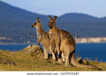 Macropus giganteus - Eastern Grey Kangaroo marsupial found in eastern third of Australia, also known as the great grey kangaroo and the forester kangaroo. Two - pair of kangaroos on the coast.